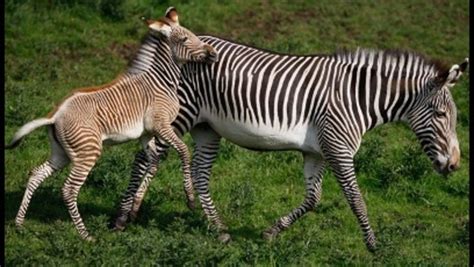Zebra Stripes Could Save Endangered Species