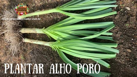 Segredos para saber como plantar alho poró em canteiros YouTube