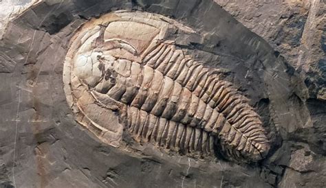 Giant Trilobite Found On Kangaroo Island By University Of Adelaide