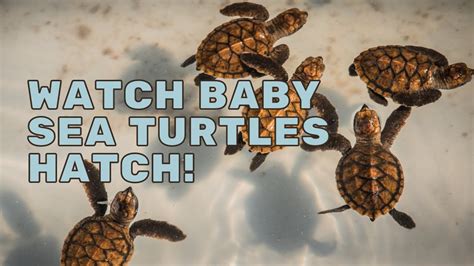 Watch Baby Sea Turtles Hatch Mission Unstoppable Youtube