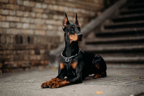 The 10 Most Dangerous Dog Breeds The Ultimate Guide