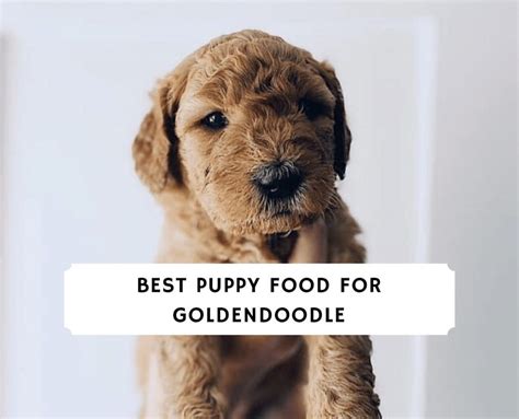 In general, dry food is best for your dog. Best Puppy Food for a Goldendoodle (2021) - Top 10! We ...