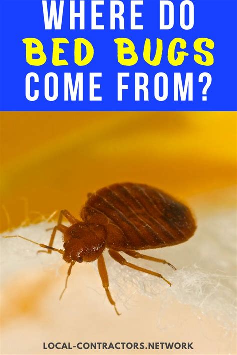 Where Do Bed Bugs Come From What Causes Bed Bugs Bed Bugs Bed Bugs