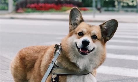 15 Historical Facts About Corgis You Might Not Know Pet Reader