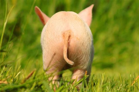 The Back End Of A Small Pig Walking Through Some Grass And Looking For