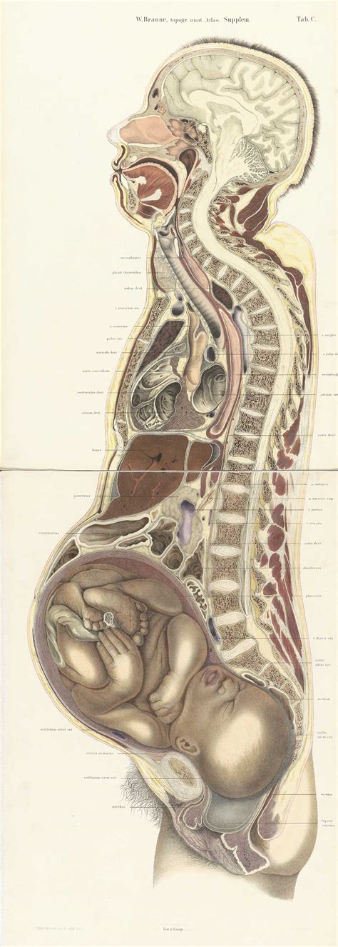 Diagram Human Body Diagram Pregnant Woman Mydiagramonline