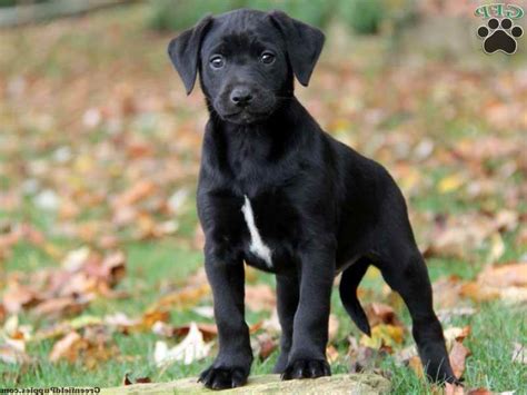They love to go on longer walks and have playtime but are also fine relaxing after playtime is over. Dachshund Lab Mix Puppies For Sale | PETSIDI