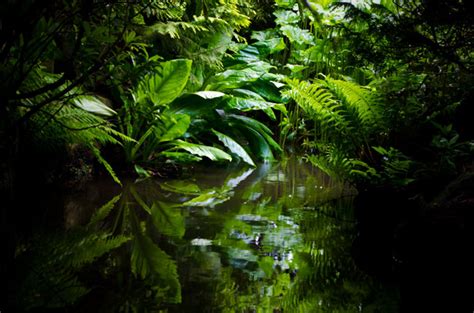 Jungle Free Stock Photo Public Domain Pictures