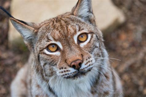 Eurasian Lynx Kittens Cat Predator Fur Eurasian Lynx Eye
