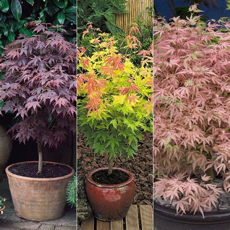 Because of their relatively slow growth rate, and depending on climate and growing. Buy Japanese maples collection Japanese Maple Collection ...