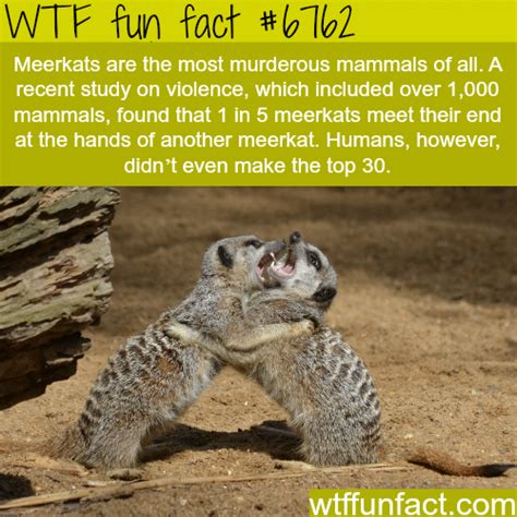 Meerkats Facts Wtf Fun Fact
