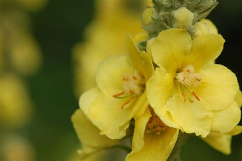 5 Medicinal Uses Of Mullein Plus 4 Ways To Prepare It