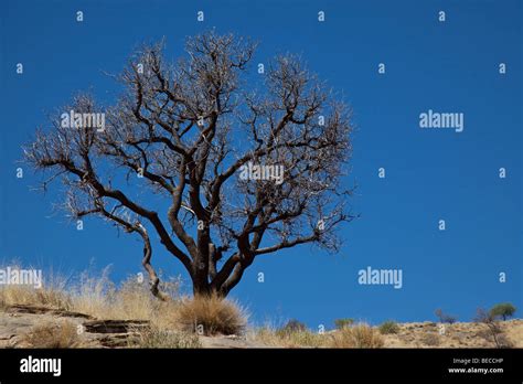 Camelthorn Acacia Namibia Stock Photo Alamy