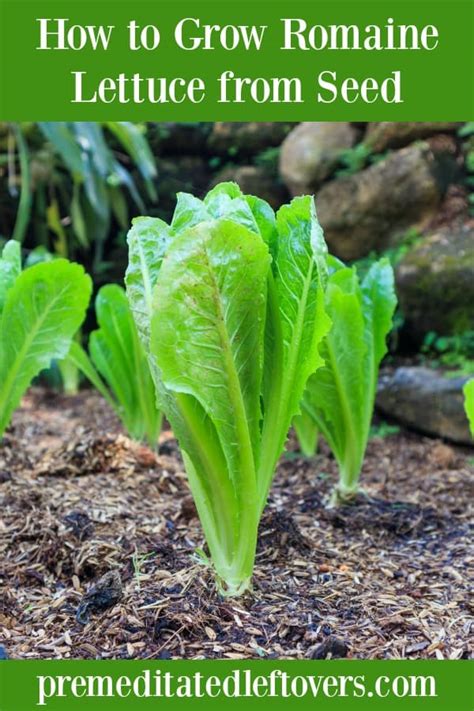 The key to growing lettuce is to ensure the plant has moist soil (image: How to Grow Romaine Lettuce from Seeds or Seedlings to Harvest