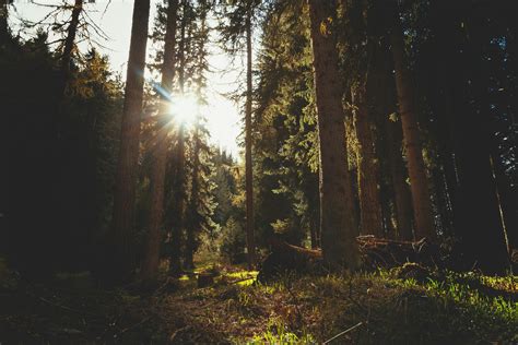Tall Trees Lot Photo Free Forest Image On Unsplash