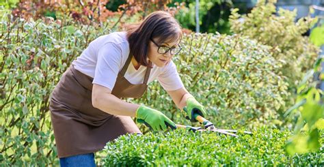 How To Trim Hedges A Guide To Perfectly Pruned Hedges Mygardenlife
