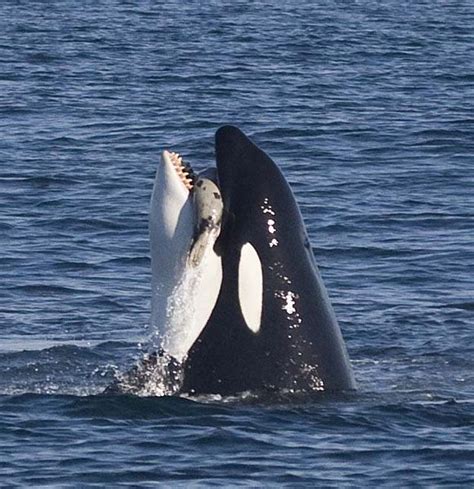 Top 10 Animals (and One Plant) That Can Eat Living Things In One Bite