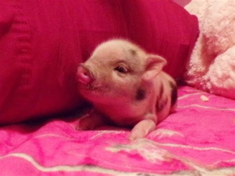 Teacup Mini Pig For Sale Peewee Piglet