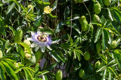 Premium Photo Close Up Passiflora Passion Flower Passiflora Caerulea Leaf In Tropical Garden