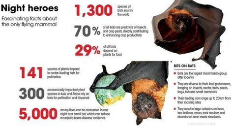 Bats And Their Ecological Significance Civilsdaily