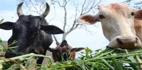 Foot and Mouth Disease in Dairy Cows » Indian Cattle