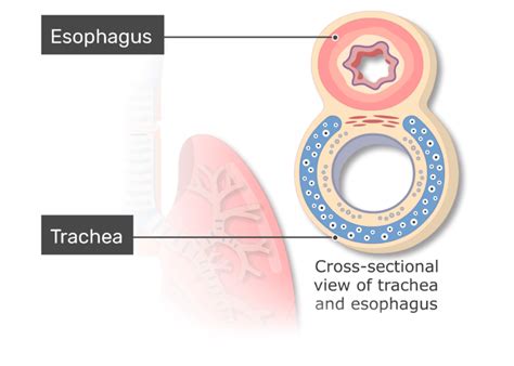 Tracheal Wall Composition and Structure - Anatomy of the ...