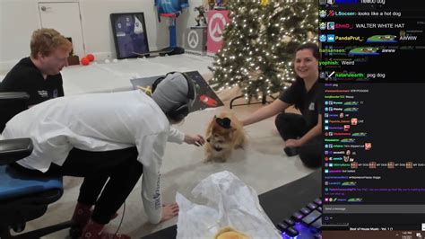 Xqc Shows Dog On Stream Youtube