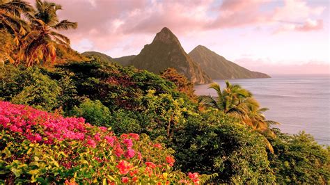 Caribbean Island Of Saint Lucia Tropical Flowers Piton Mountains
