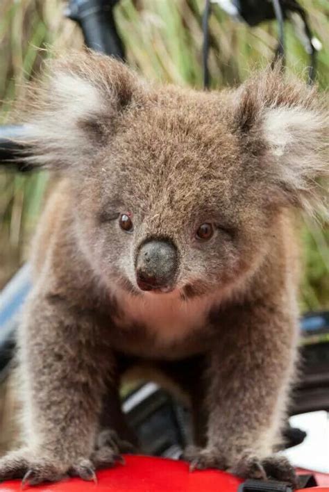 Fuzzy Koala Cute Animals Cute Baby Animals Baby Animals