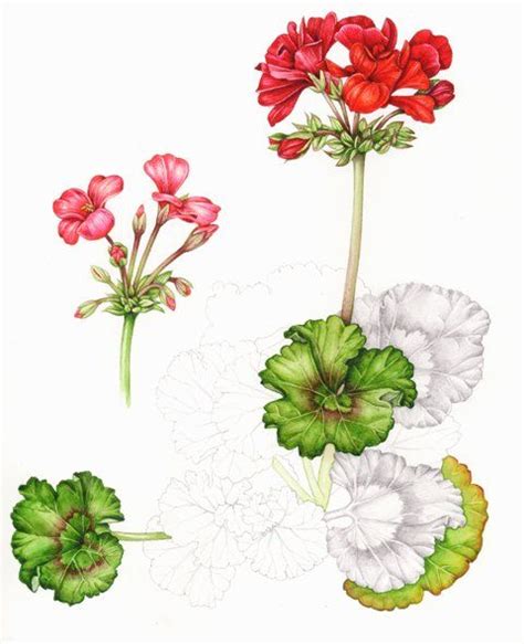Géraniums Par Lizzie Harper Botanical Drawings Botanical Painting