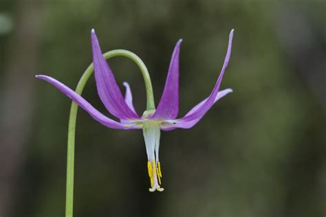 Maybe you would like to learn more about one of these? Duane Sept - "Wildflowers and edible plants of BC"