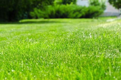 Lawn Care When Is The Best Time To Fertilize Your Lawn Granulawn