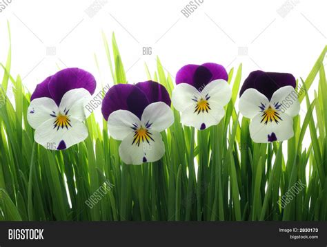 Viola Tricolor Green Image And Photo Free Trial Bigstock