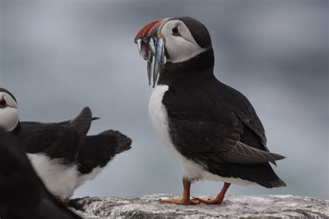 Worsening North Sea Conditions Could Be Increasing Atlantic Puffins