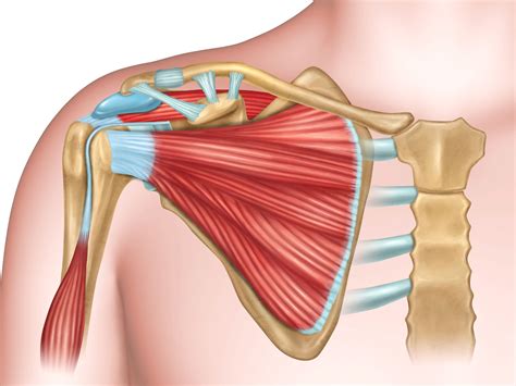 Shoulder Anatomy Diagram Shoulder Muscles Anatomy And Functions