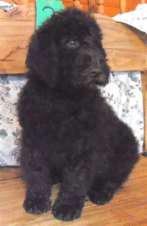 Earn points & unlock badges learning, sharing & helping adopt. February 2013 Newdle-Newfoundland- Poodle Mix- Newfypoo ...