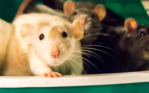 Different Types Of Pet Rats: Discover The Different Colors ...