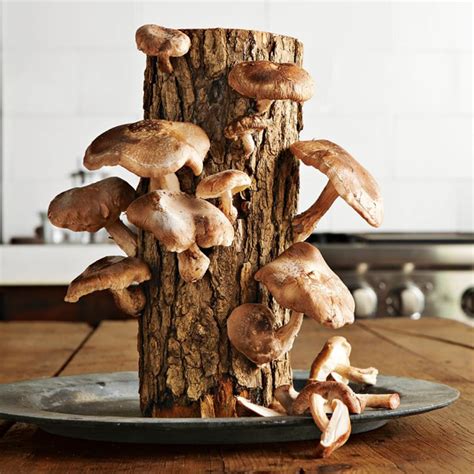 The 8 Best Mushroom Growing Kits And Logs Of 2023 Updated
