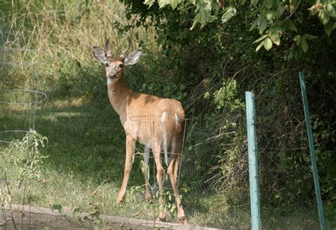 Deer do not eat rabits. Do Deer Eat Tomato Plants? | Peak Yard