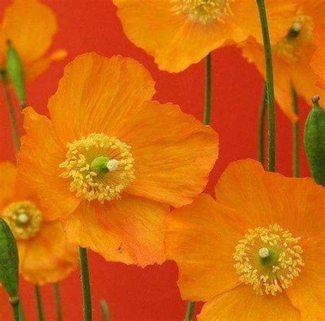 Bright Orange Flowers Against A Red Background