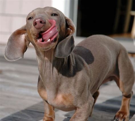 He Looks Like A Weimaraner Mix Dachshund Love Wiener Dog Mixed