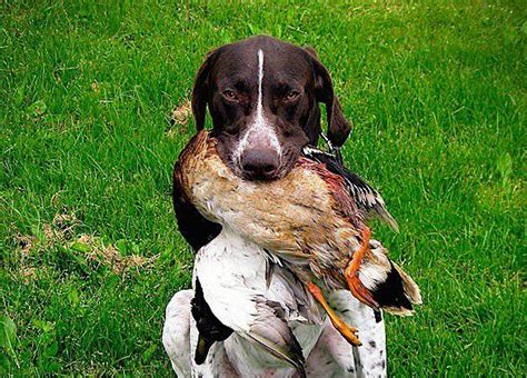 How To Train A Hunting Dog To Retrieve Duck Hunt Dog Bird Dog