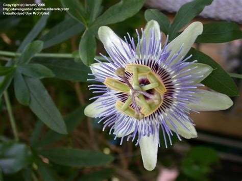 Plantfiles Pictures Passiflora Species Blue Passion Flower Hardy