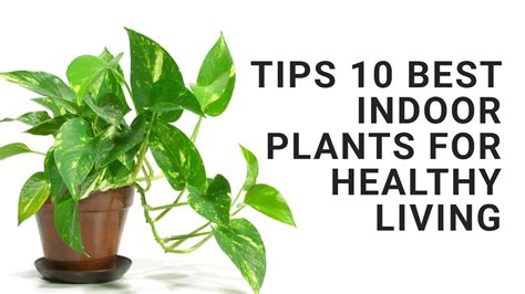 Tips 10 Best Indoor Plants For Healthy Living Youtube