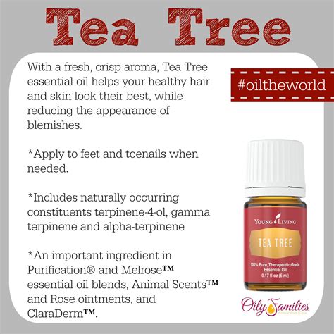 It's used in everything from cosmetic skin products such as face washes and creams, to massage oils, household cleaners and even detergent. Tea Tree Essential Oil | Tea tree oil for acne, Tea tree ...