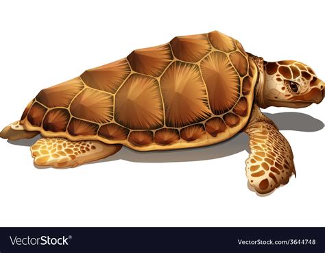 A Loggerhead Sea Turtle Royalty Free Vector Image