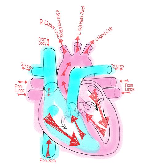 Pathway Of Blood Anatomy And Physiology Heart Nursing Student Nursing