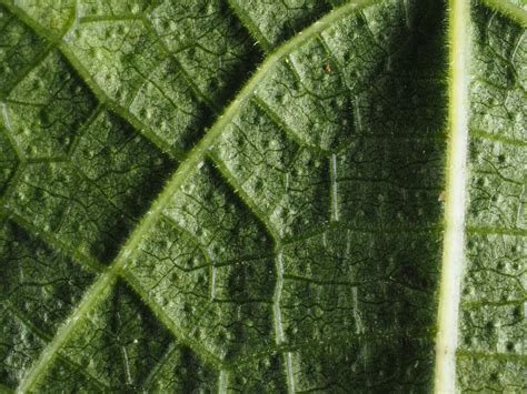 Ficus Coronata Spin Plants Of The World Online Kew Science