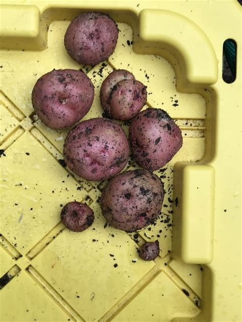 5 Gallon Bucket Potatoes Update 6 20 2020 Garden Planters