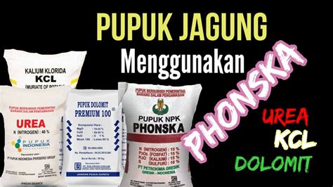 We did not find results for: Pupuk NPK PHONSKA dan Pemupukan Jagung Yang Baik dan Benar ...